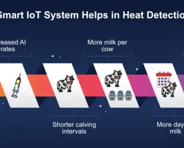 heat detection in cattle